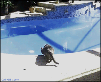 11+CAT-GIF-Suddenly-scared-Cat-jumps-and-falls-funny-swimming-pool-water-SPLASH-